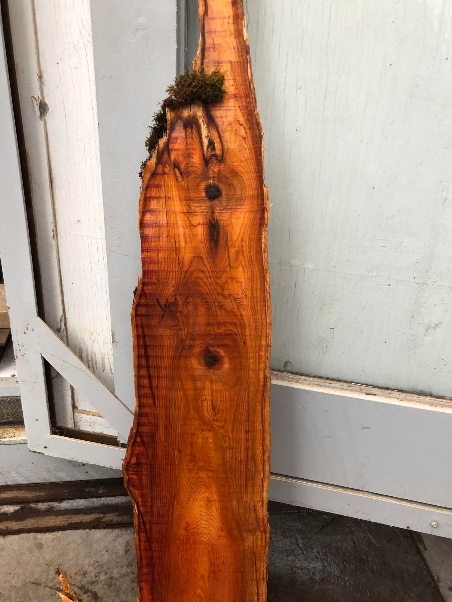 Pacific Yew